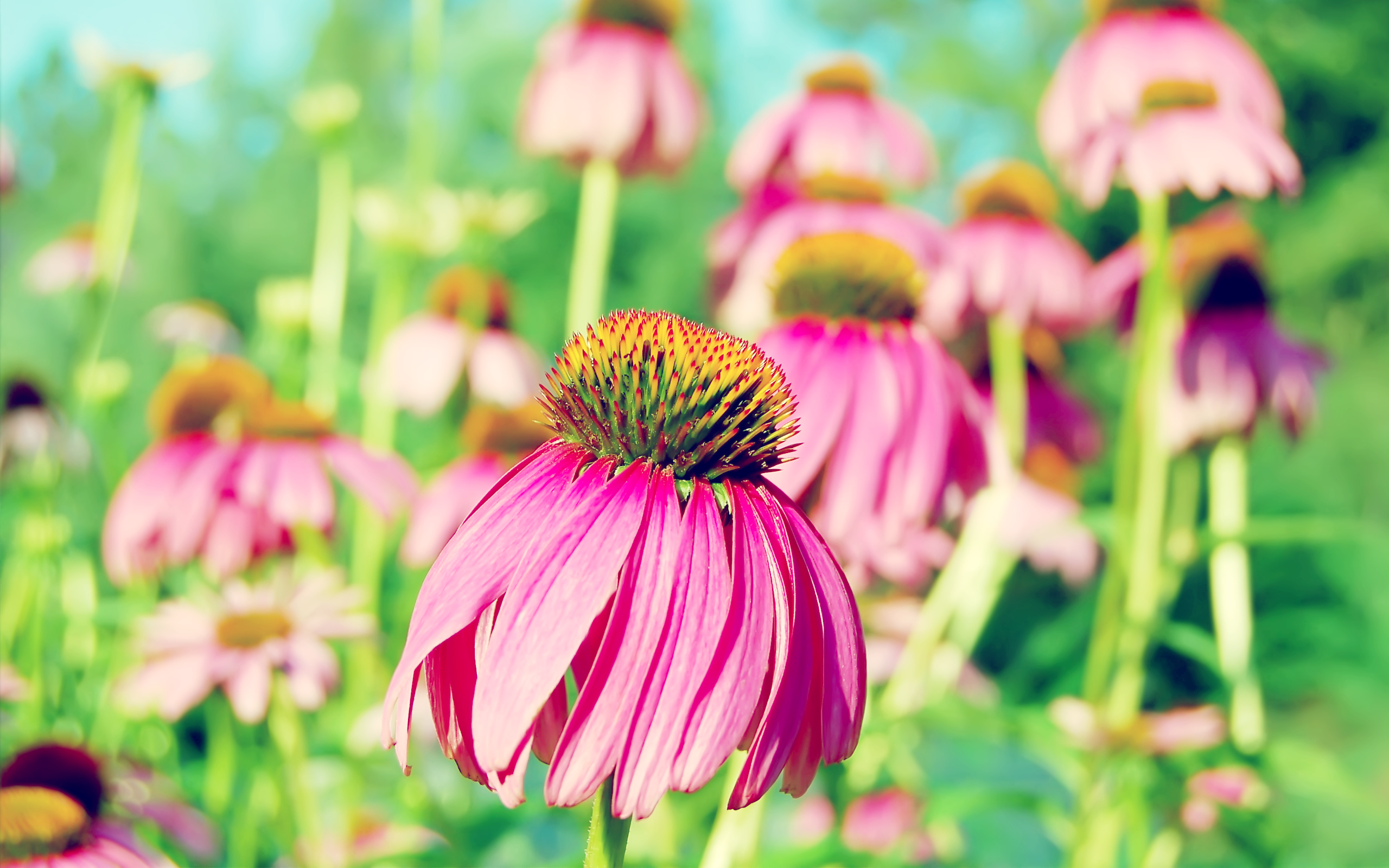 Purple Coneflower1020418308